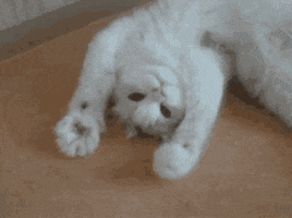 cat paws GIF