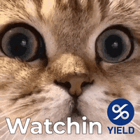Cat Meme GIF by YIELD