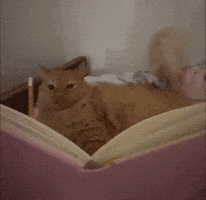 Cat Kitty GIF