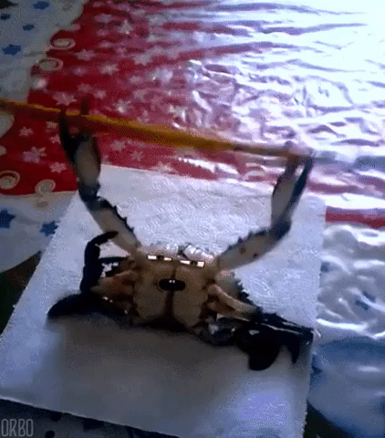 Perfect Loops Crab GIF - Find & Share on GIPHY