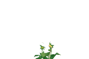 Summer Love Sticker by Gardelly Holland