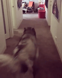 Big Malamute and Little Dachshund Play a Hilarious Game of Chase