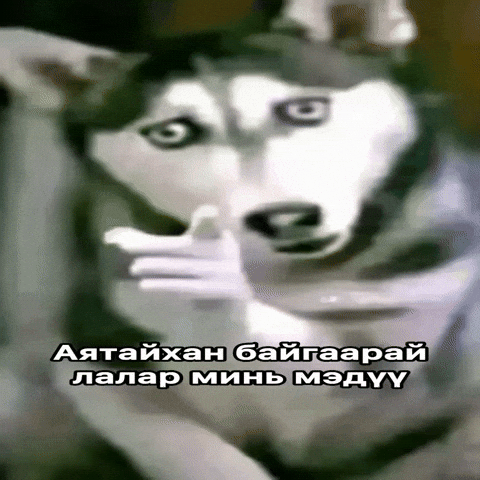 Dog Mongolia GIF