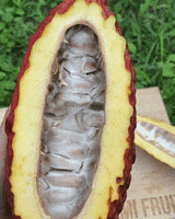 Cacao Pod Cocoa GIF by Miami Fruit