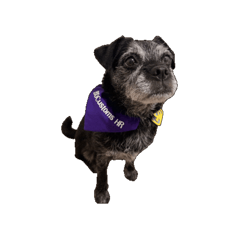 Dog Bdc Sticker by Xplor Gym