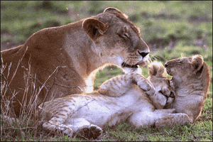 family lions GIF