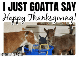 Thanksgiving GIF by Goatta Be Me Goats! Adventures of Pumpkin, Cookie and Java!