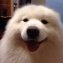 Cute Dog GIF - Find & Share on GIPHY