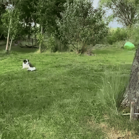 Drift Drifting GIF