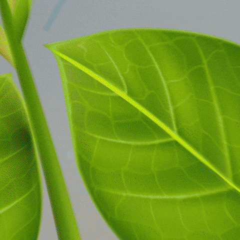 Terrador GIF by Ourofino Agrociência