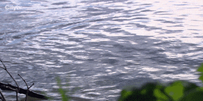 Head Above Water Duck GIF by Bachelor in Paradise Canada