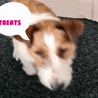 GIF by nina-traut-euch