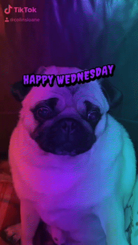 Happy Wednesday GIF
