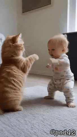 Cat Fighting GIF