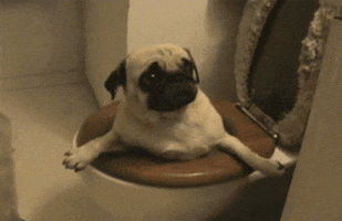 dog stuck in the toilet GIF