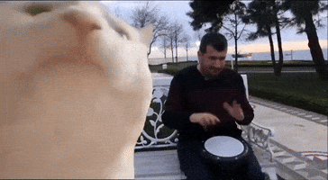 Gato Bailando Vibing GIF by Sonbaterias