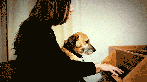 julia holter dogs GIF