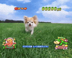 Dog GIF