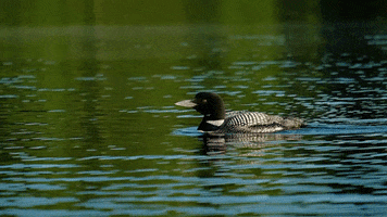 bird lake GIF by Adirondack Council