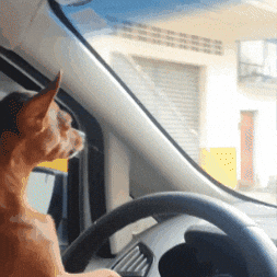 Melzinha GIF