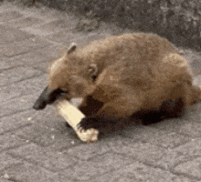 Animal GIF