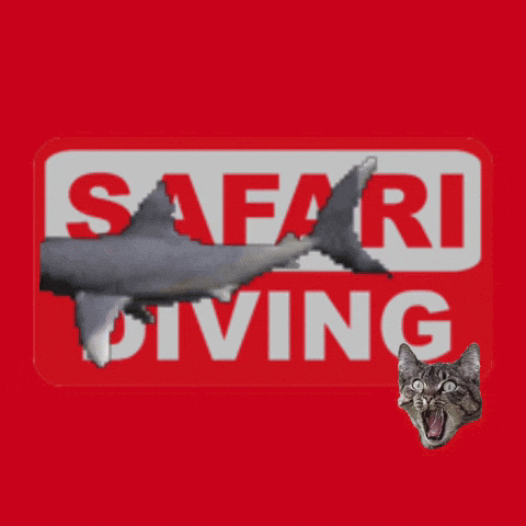 GIF by SafariDiving