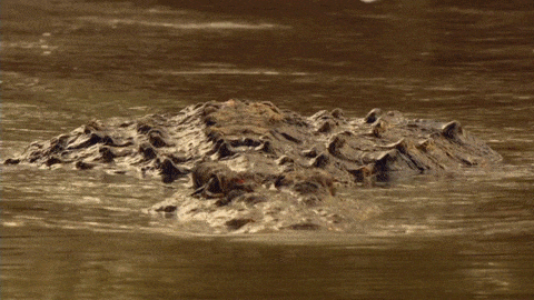 Crocodiles GIFs - Get the best GIF on GIPHY