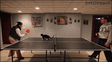 chasing ping pong GIF