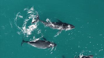 Whale GIF
