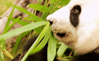 Panda Bamboo GIFs - Get the best GIF on GIPHY
