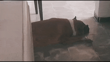 Dog Video GIF by Moorelo
