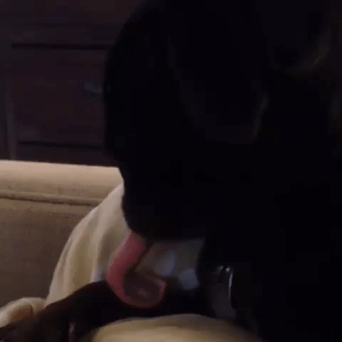 Dog Licking GIF - Find & Share on GIPHY