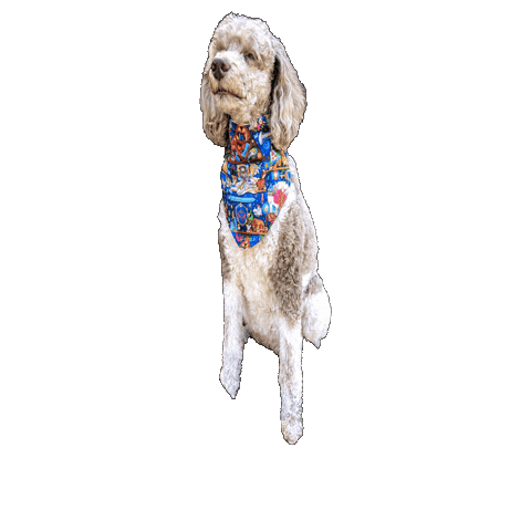 Poodle Sticker by Geekster Pets