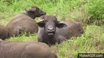 buffalo GIF