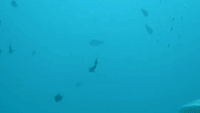 Friendly Grey Reef Sharks Swim in Waters Off Maldives