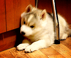 puppy eyes GIF