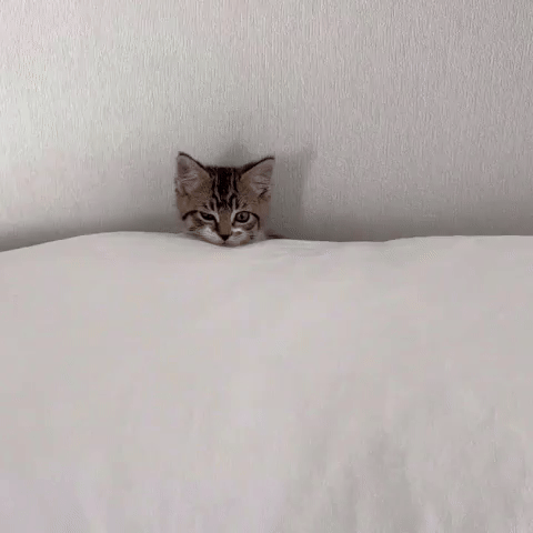Cat Kitty GIF