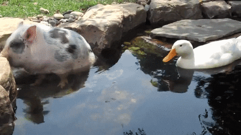 duck pond GIF