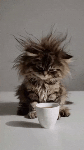 Cat GIF
