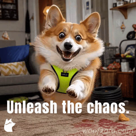 Corgi Zoomies GIF by Woofzara