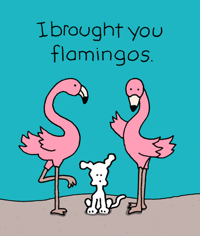 flamingos meme gif