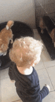 dogs reverse GIF