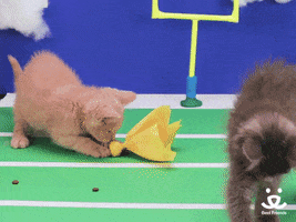 Video gif. Tiny kittens play with cat toys on a miniature football field. A dark tabby intercepts a toy from an orange kitten as we zoom in on the orange kitten’s disappointed face. Text, “WHY.”