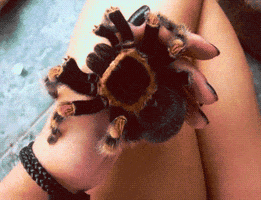 spider insects GIF