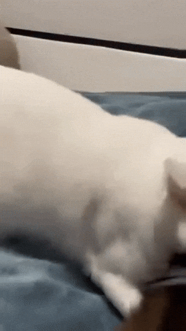 Punch Bite GIF