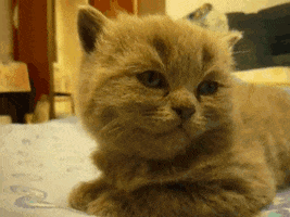 Video gif. Fuzzy gray cat looks blank-faced, then flops his head down dramatically on a soft surface.