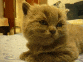 200.gif?cid=f0bdee70o4wf3s8cfxbdkkwgr524cou2rwavgb93n9b24wlb&rid=200.gif&ct=g