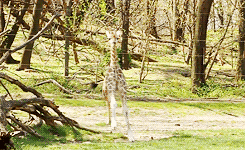 animals