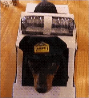 giphy.webp?cid=ecf05e47e08ed8f2a697368ee