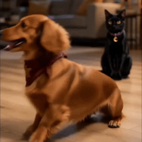 Hungry Feed Me GIF